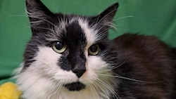 Happy End für Langhaar-Kater „Pezi“