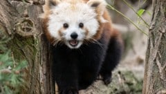 Die geübten Kletterer entspannen gerne in den Bäumen.