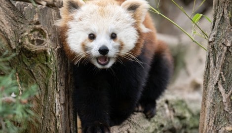 Die geübten Kletterer entspannen gerne in den Bäumen.