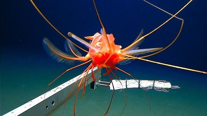 Zu den rätselhaftesten Funden gehörte ein langsam gleitendes Tier (Bild), das vorläufig den ...