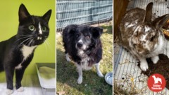 Wo stecken die geliebten Vierbeiner?