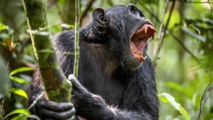 Auf sie mit Gebrüll: Die Primaten-Gruppierungen führten sogar gezielte Angriffe aus.