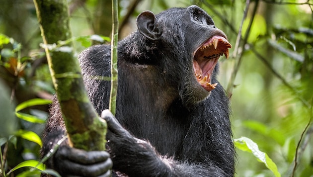 Auf sie mit Gebrüll: Die Primaten-Gruppierungen führten sogar gezielte Angriffe aus.