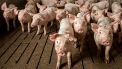 Katastrophale Zustände herrschten am Betrieb in Mureck (Symbolbild)