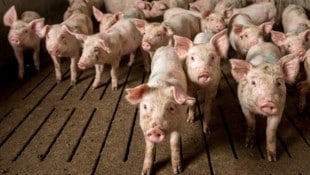 Tierschützer decken regelmäßig großes Leid in der industriellen Massentierhaltung auf. ...