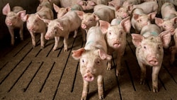 Tierschützer decken regelmäßig großes Leid in der industriellen Massentierhaltung auf. ...