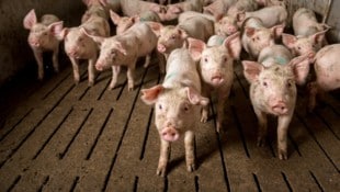 Tierschützer decken regelmäßig großes Leid in der industriellen Massentierhaltung auf. ...