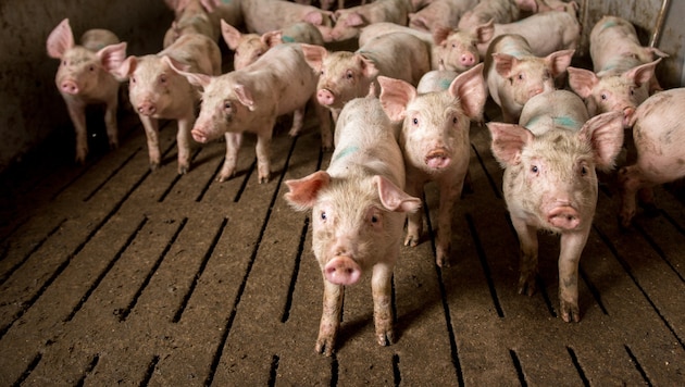 Tierschützer decken regelmäßig großes Leid in der industriellen Massentierhaltung auf. ...