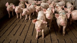 Tierschützer decken regelmäßig großes Leid in der industriellen Massentierhaltung auf. ...