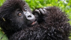 Gorillas leben in Familienverbänden, in denen die Jungtiere Schutz suchen können.