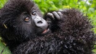 Gorillas leben in Familienverbänden, in denen die Jungtiere Schutz suchen können.
