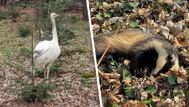 Ein Nandu (li.) sorgte für Stirnrunzeln bei der Tierhilfe, Einsätze mit Dachsen (re.) werden ...