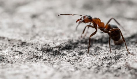 Für Ameisen sind funktionierende Verbindungen entscheidend. Wird ihr Lebensraum durch Straßen, ...