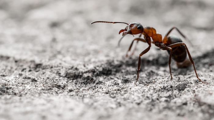 Auch Insekten haben Probleme mit der Hitze