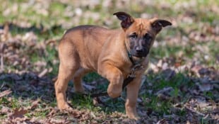 „Tosca von Saggautal“ ist die jüngste Spürnase im Dienst der Kärntner Polizei.