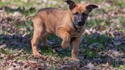 „Tosca von Saggautal“ ist die jüngste Spürnase im Dienst der Kärntner Polizei.