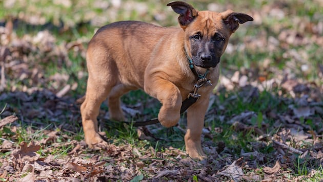 „Tosca von Saggautal“ ist die jüngste Spürnase im Dienst der Kärntner Polizei.