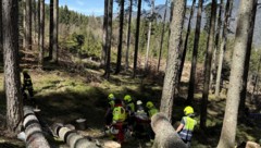 Glücklicherweise war der Mann nicht unter den Baumstämmen eingeklemmt.