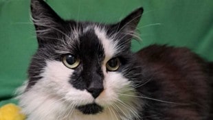 „Pezi“ war  als Fundkatze bei der Pfotenhilfe in Lochen abgeliefert worden