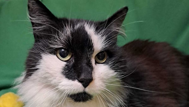 „Pezi“ war als Fundkatze bei der Pfotenhilfe in Lochen abgeliefert worden