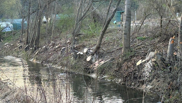 Zahlreiche Bäume wurden am Areal der Firma Glöckler entlang des Werkskanals gefällt.