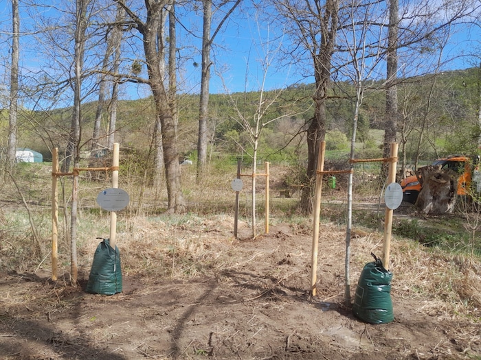 Auch drei der sogenannten „Geburtsbäume“ mussten weichen, sie wurden jedoch ein paar Meter ...