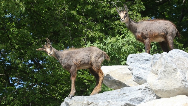 Zwei Gämsen wurden 2018 von Wilderern geschossen, das Sonderkommando Cobra rückte aus und nahm ...