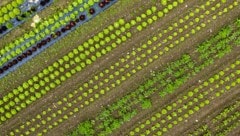 Das mit dem Ernten ist so eine Sache – man kann es nicht das ganz Jahr über tun – das gilt für ...