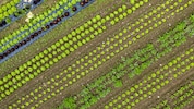 Das mit dem Ernten ist so eine Sache – man kann es nicht das ganz Jahr über tun – das gilt für ...