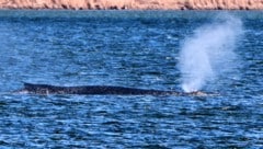 „Timmy“ will nicht aufgeben: Am Freitag zeigt der Buckelwal wieder deutlichere Lebenszeichen.