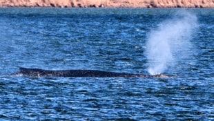 „Timmy“ will nicht aufgeben: Am Freitag zeigt der Buckelwal wieder deutlichere Lebenszeichen.