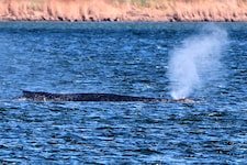 „Timmy“ will nicht aufgeben: Am Freitag zeigt der Buckelwal wieder deutlichere Lebenszeichen.