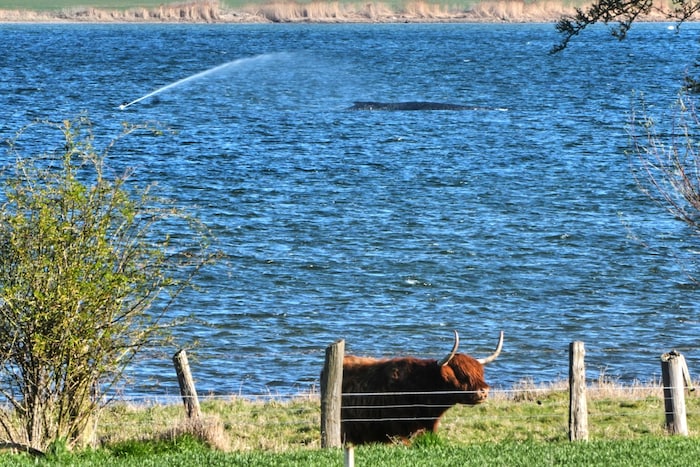 „Timmy“ zeigt mit „Blas“ auch am Freitag, dass er noch am Leben ist.