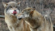 Bis 11. Mai ist im Bezirk Perg ein Wolf zum Abschuss freigegeben