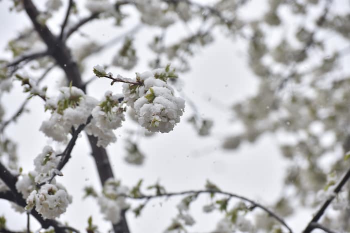 Der April holt am Freitag noch einmal kurz den Winter zurück (Symbolbild).