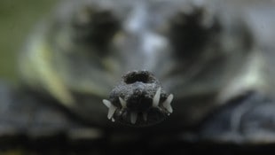 An einem indischen Gavial-Krokodil sollen sich künftig wenige Migranten vorbeitrauen.