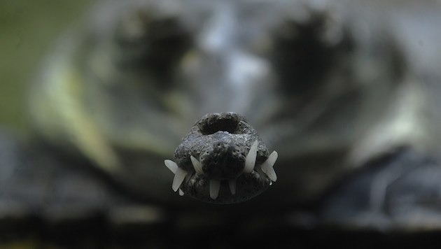 An einem indischen Gavial-Krokodil sollen sich künftig wenige Migranten vorbeitrauen.