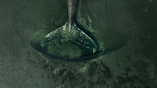 Entgegen der Empfehlung von Fachleuten, „Timmy“ sterben zu lassen, mischt nun ein Multimillionär ...