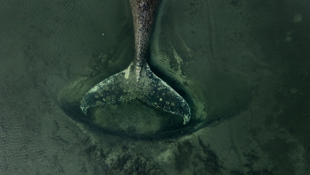 Entgegen der Empfehlung von Fachleuten, „Timmy“ sterben zu lassen, mischt nun ein Multimillionär ...