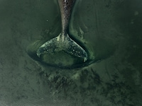 Entgegen der Empfehlung von Fachleuten, „Timmy“ sterben zu lassen, mischt nun ein Multimillionär ...