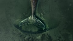 Entgegen der Empfehlung von Fachleuten, „Timmy“ sterben zu lassen, mischt nun ein Multimillionär ...