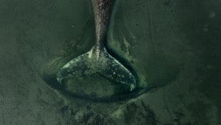 Entgegen der Empfehlung von Fachleuten, „Timmy“ sterben zu lassen, mischt nun ein Multimillionär ...