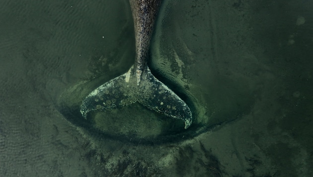 Der Buckelwal hatte sich am 31. März in die Wismarbucht verirrt – er konnte sich zwar mehrmals ...