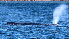 Schafft „Timmy“ den Weg in den Atlantik? Der Buckelwal liegt weiter im flachen Wasser. Helfer ...
