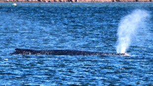 Schafft „Timmy“ den Weg in den Atlantik? Der Buckelwal liegt weiter im flachen Wasser. Helfer ...