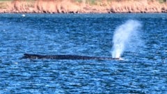 Schafft „Timmy“ den Weg in den Atlantik? Der Buckelwal liegt weiter im flachen Wasser. Helfer ...