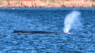 Schafft „Timmy“ den Weg in den Atlantik? Der Buckelwal liegt weiter im flachen Wasser. Helfer ...