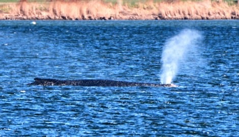 Schafft „Timmy“ den Weg in den Atlantik? Der Buckelwal liegt weiter im flachen Wasser. Helfer ...