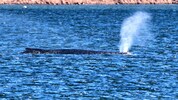 Schafft „Timmy“ den Weg in den Atlantik? Der Buckelwal liegt weiter im flachen Wasser. Helfer ...