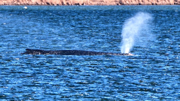Schafft „Timmy“ den Weg in den Atlantik? Der Buckelwal liegt weiter im flachen Wasser. Helfer ...